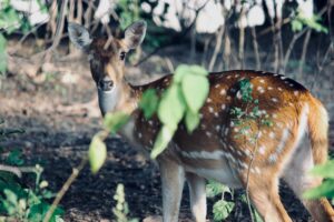Wild deer in jim corbett national park
