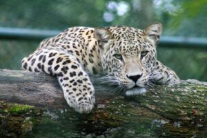 Leopard in jim corbett national park