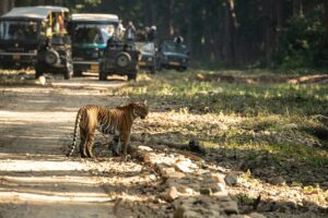 siberian tiger in jim corbett national park